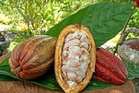 El cacao